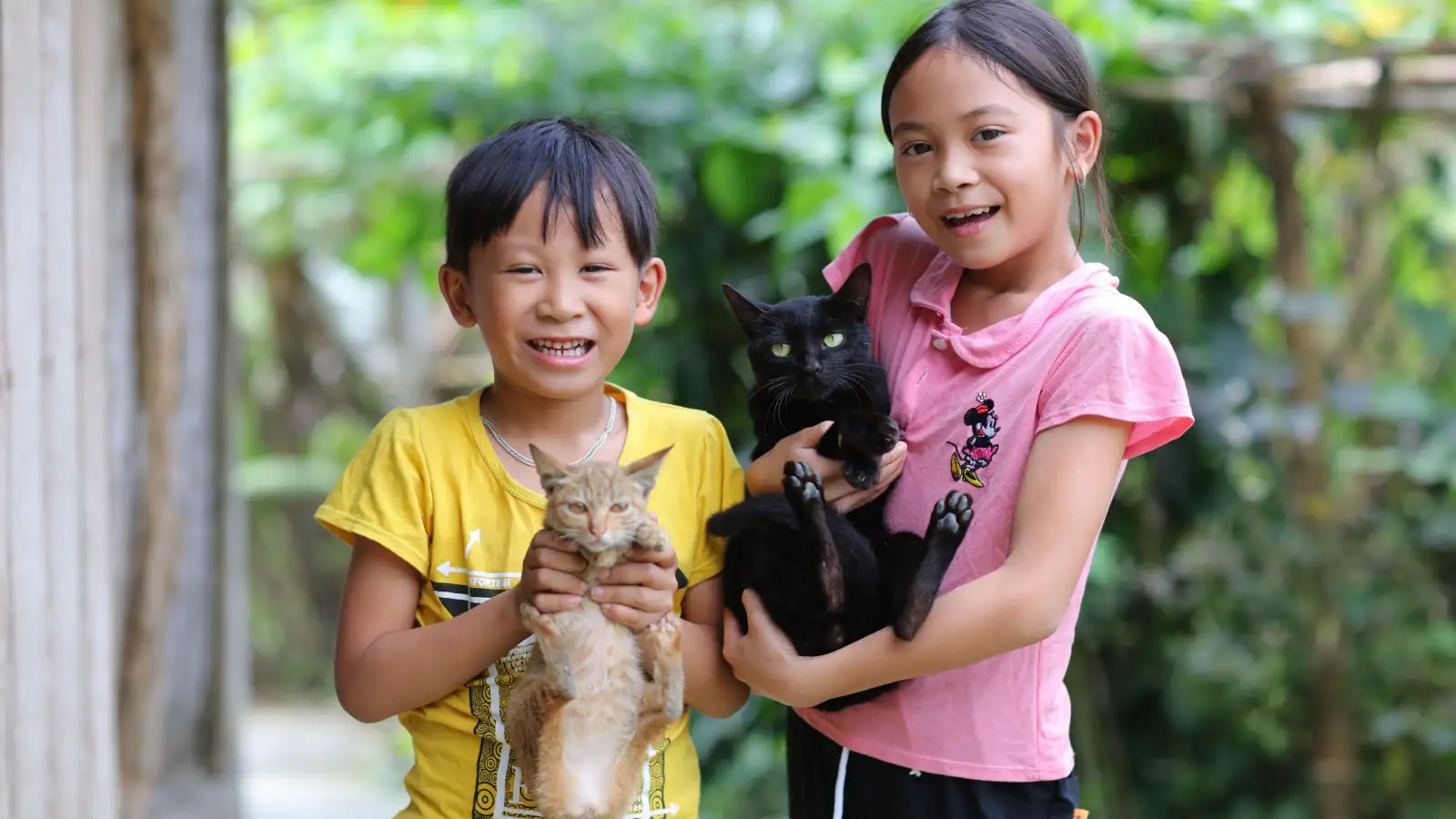 Trẻ mấy tuổi có thể tự chăm mèo một mình an toàn?