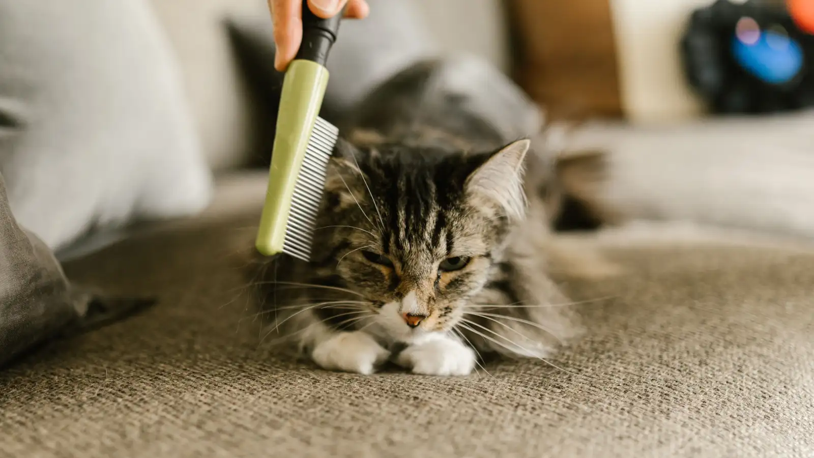 Nhìn gàu hoặc đốm đen khi chải lông, đừng bỏ qua