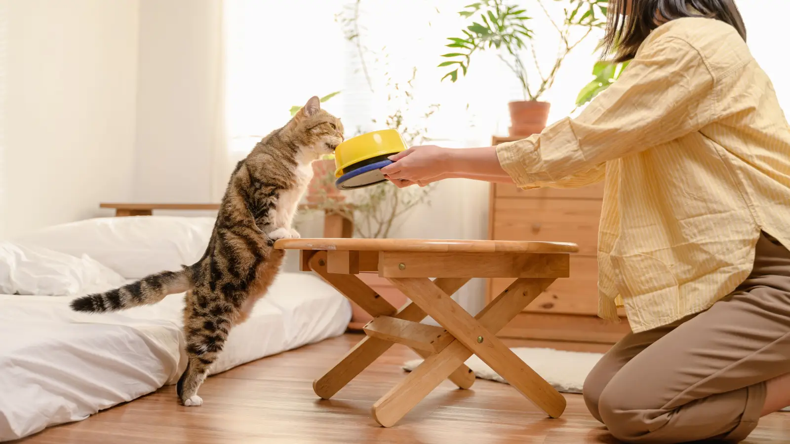 Mèo ăn cơm mỗi ngày có đang âm thầm tăng cân?
