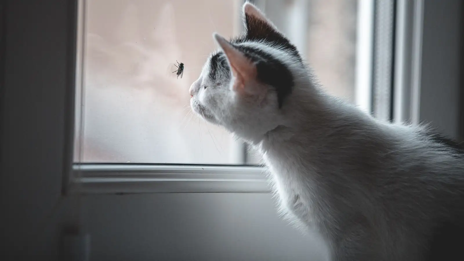 Mèo căn hộ kín vẫn bị muỗi đốt và cách phòng đủ bước
