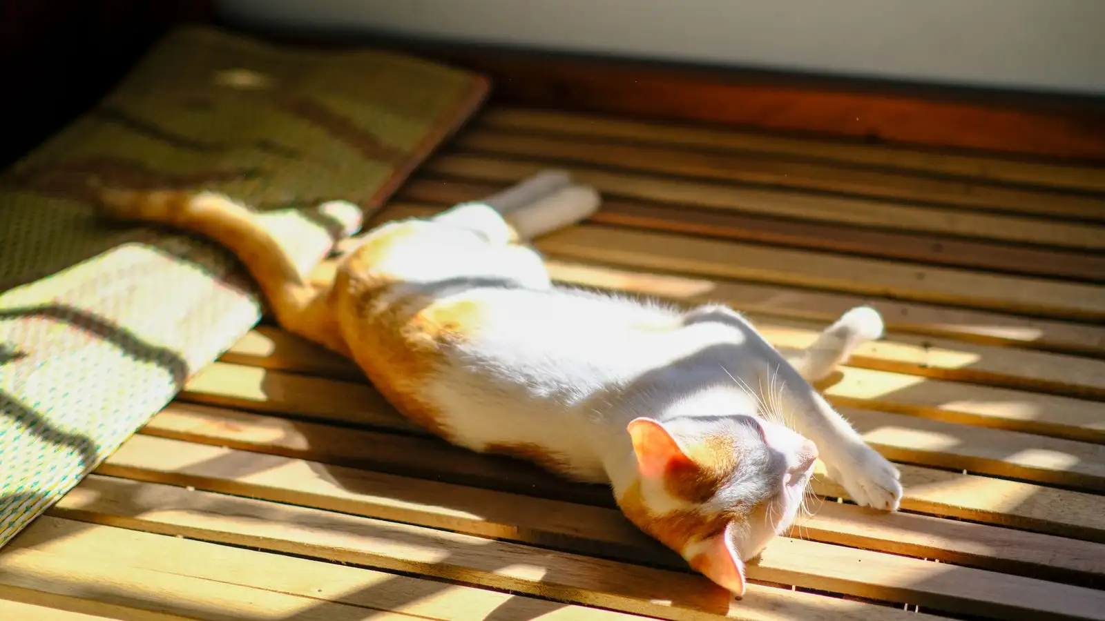 Không có điều hòa vẫn giữ được mèo mát cả ngày nắng
