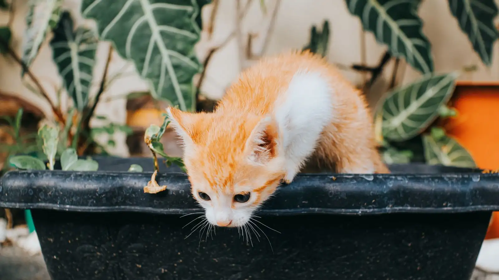 Sai lầm khi vệ sinh khay mèo có thể gây hại cho mèo