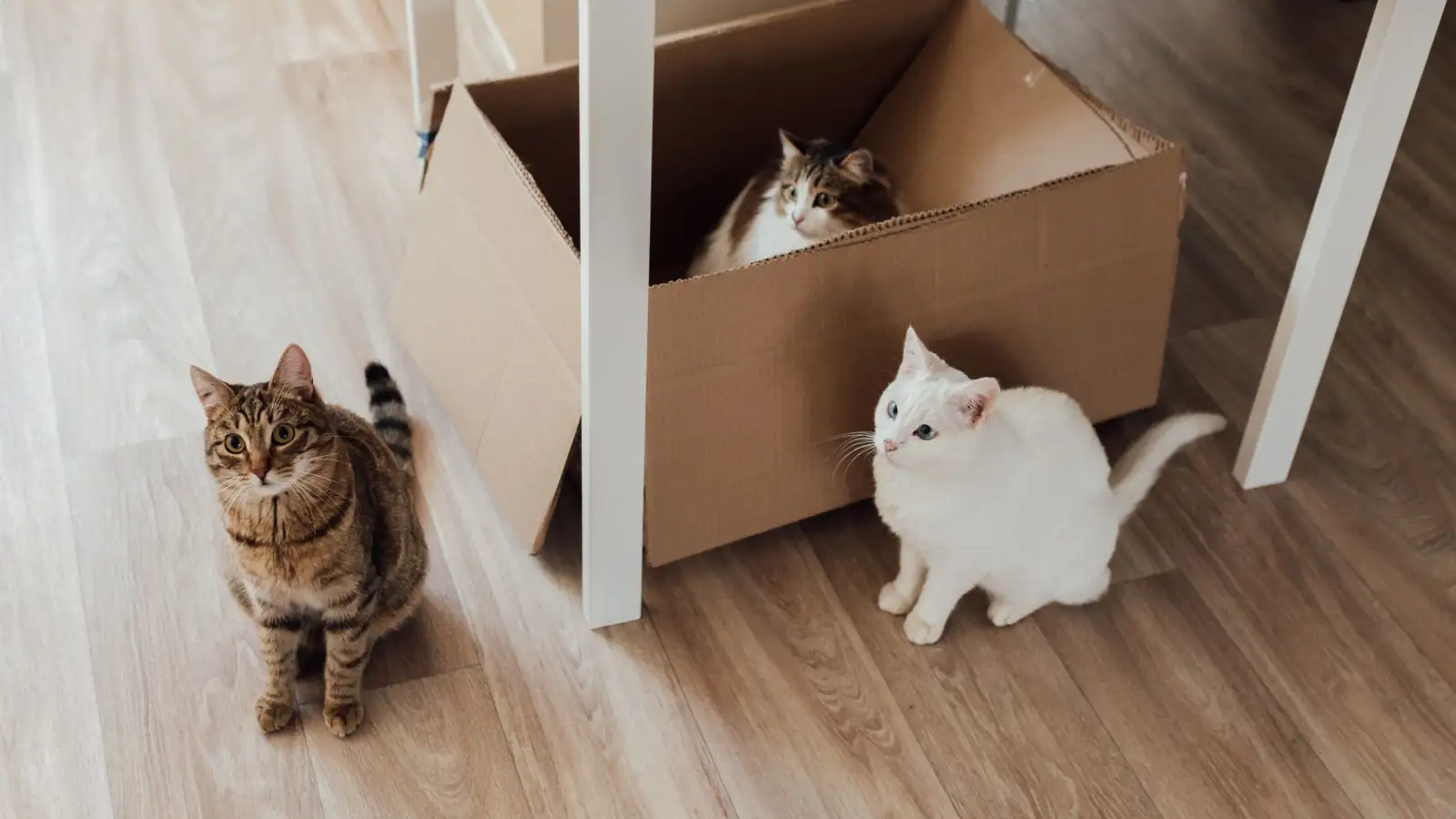 Chuyển nhà có thể khiến mèo thân nhau thành đối đầu
