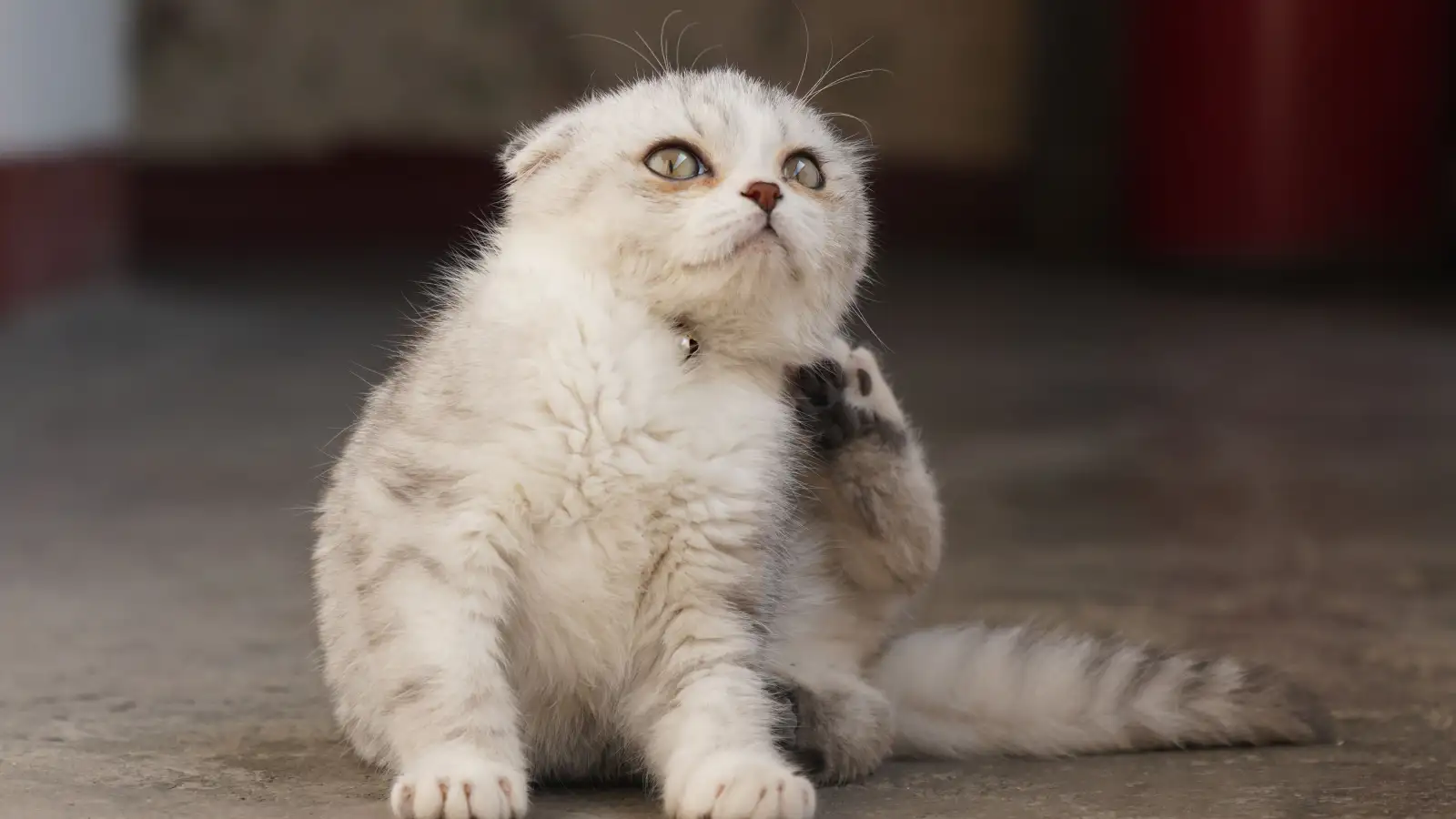 Tẩy giun mãi vẫn có sán? Hóa ra là do bọ chét